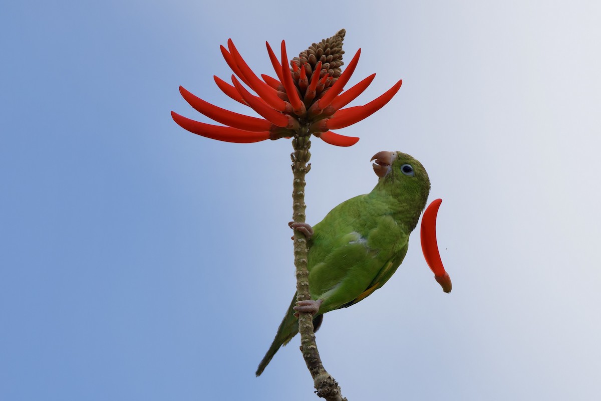 Yellow-chevroned Parakeet - Haim Weizman