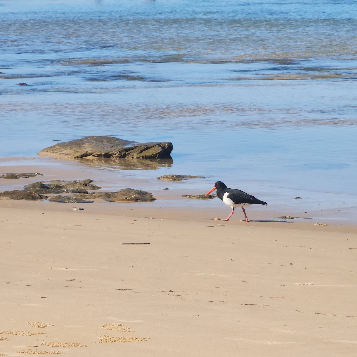 Pied Oystercatcher - Natalie Robinson