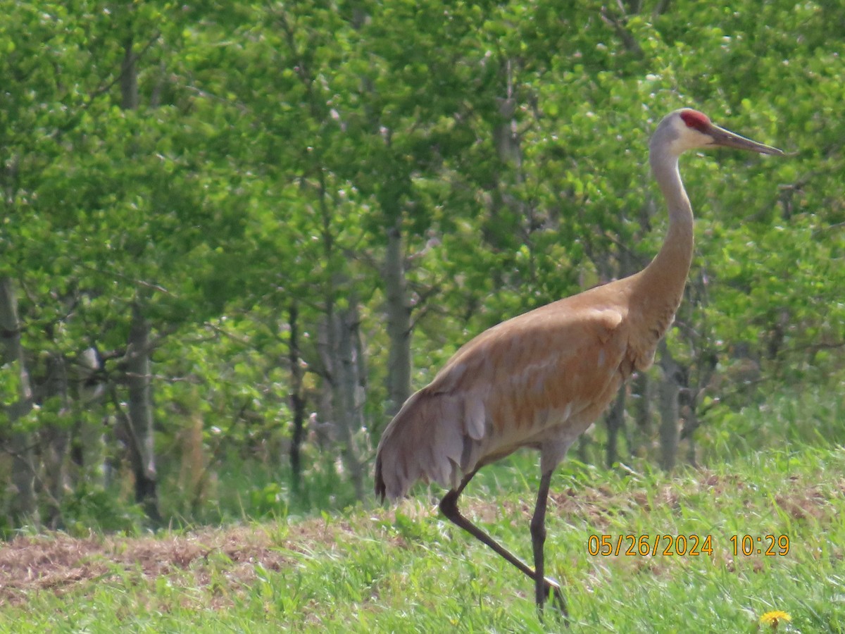 Sandhill Crane - gabrielle jastrebski