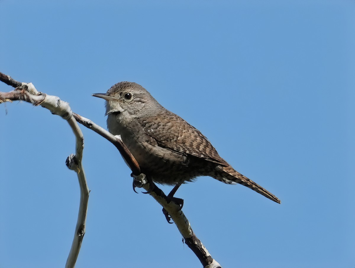 House Wren - Bill Hunt