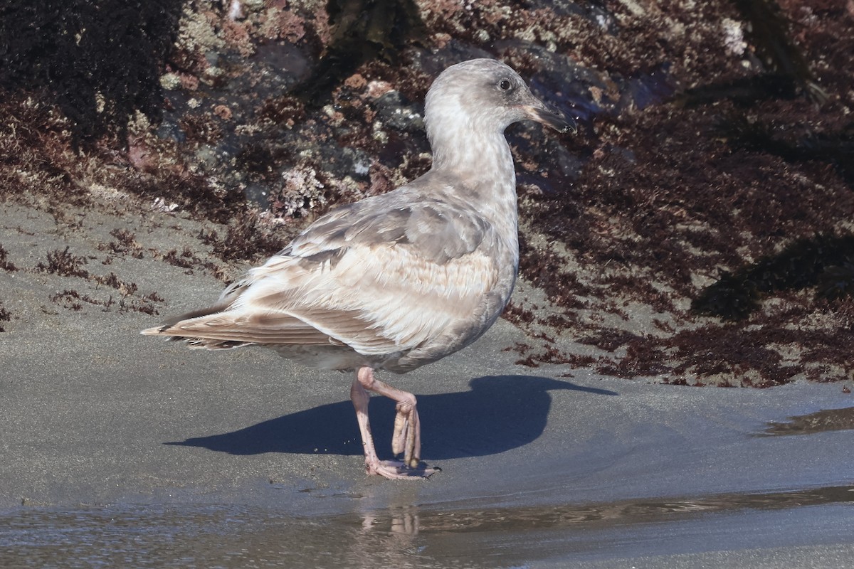 Western Gull - Peter Pyle