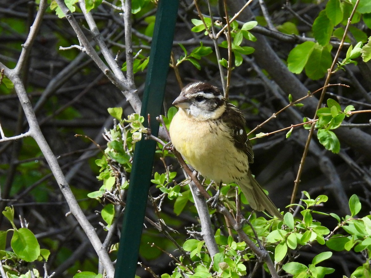 Black-headed Grosbeak - Susan Ringoen