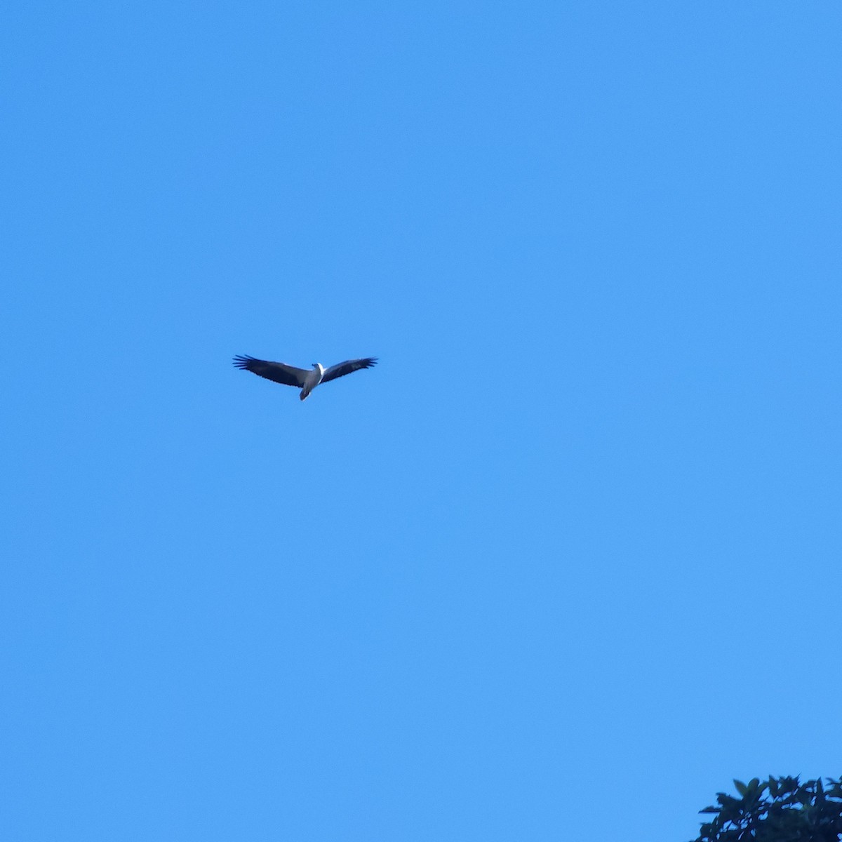 White-bellied Sea-Eagle - Natalie Robinson