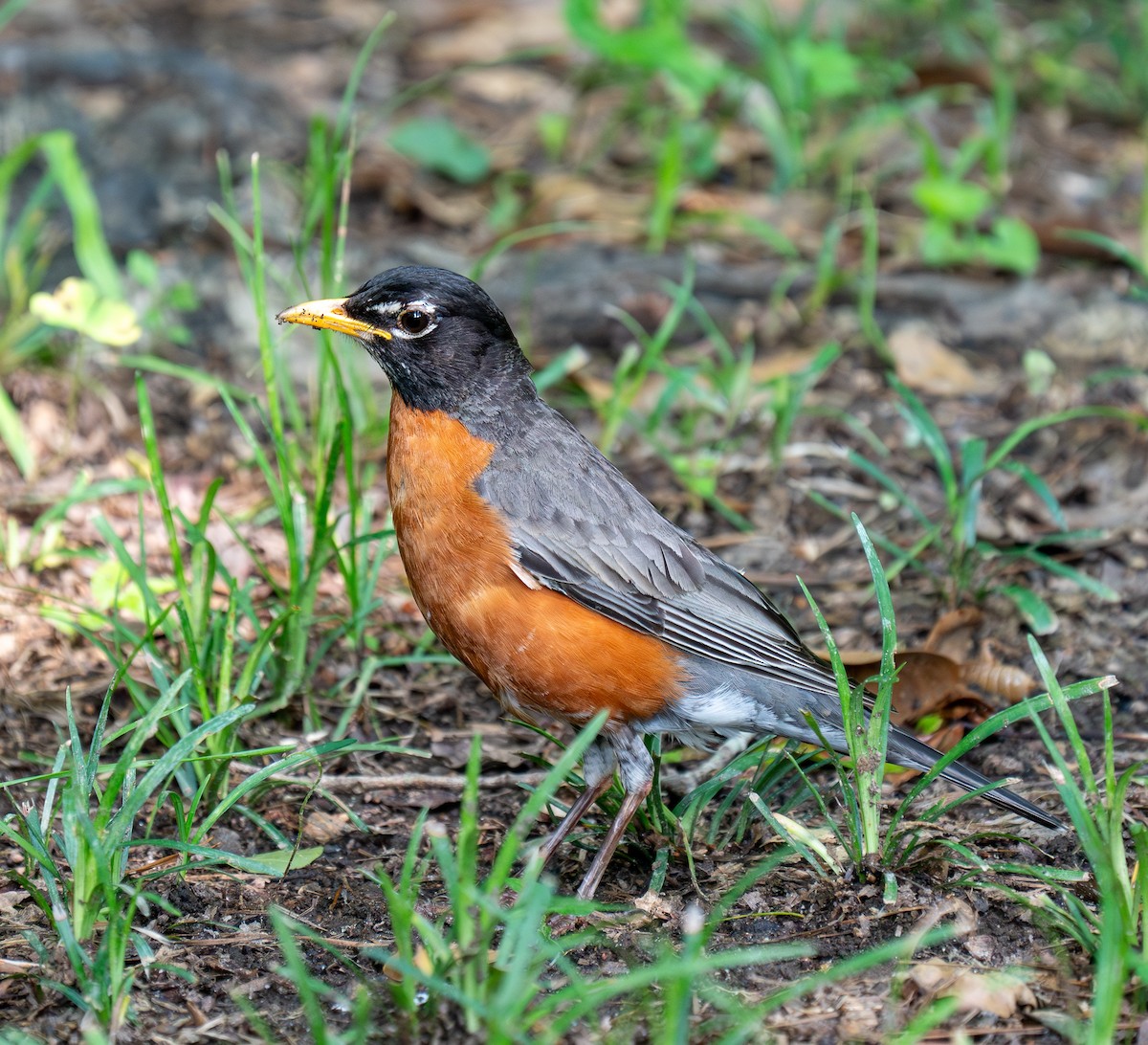 American Robin - ML619657227