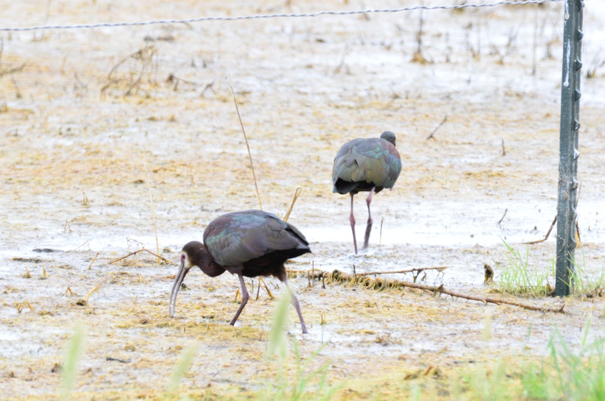 White-faced Ibis - Andy Salinas