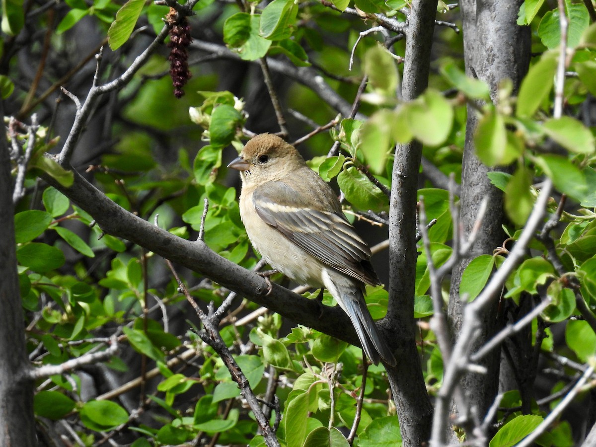 Lazuli Bunting - Susan Ringoen