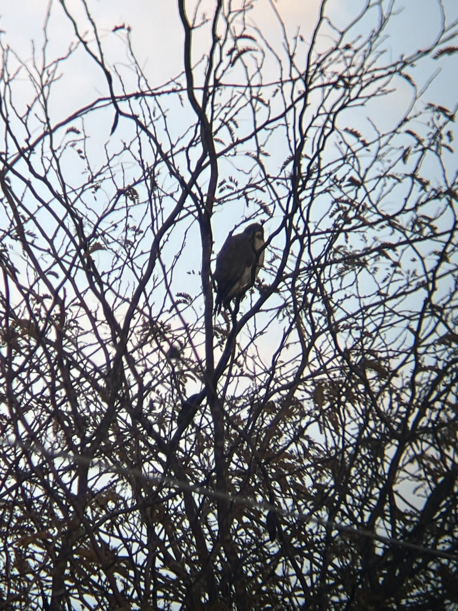 Roadside Hawk - ML619657234