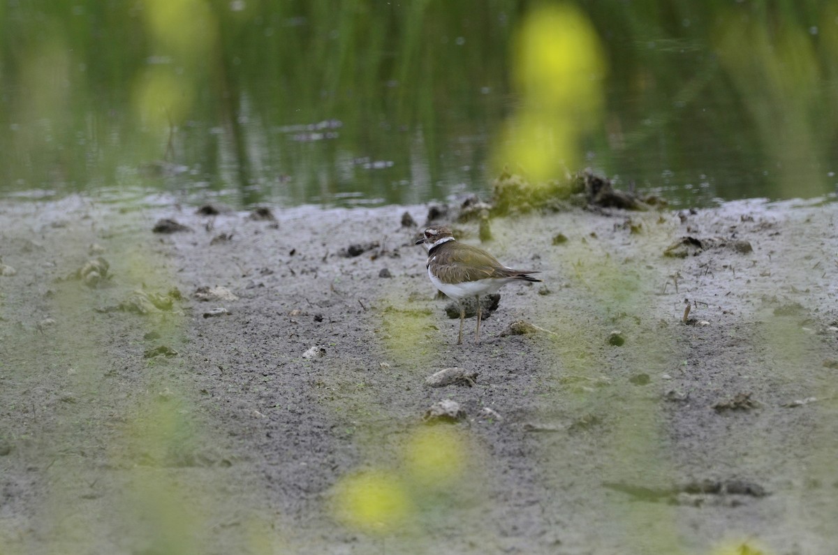 Killdeer - Andy Salinas