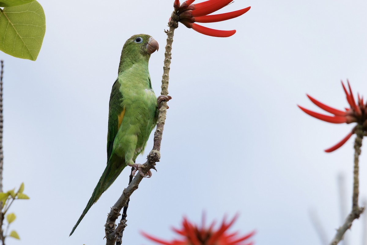 Yellow-chevroned Parakeet - Haim Weizman