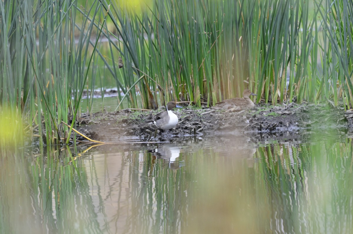 Northern Pintail - Andy Salinas