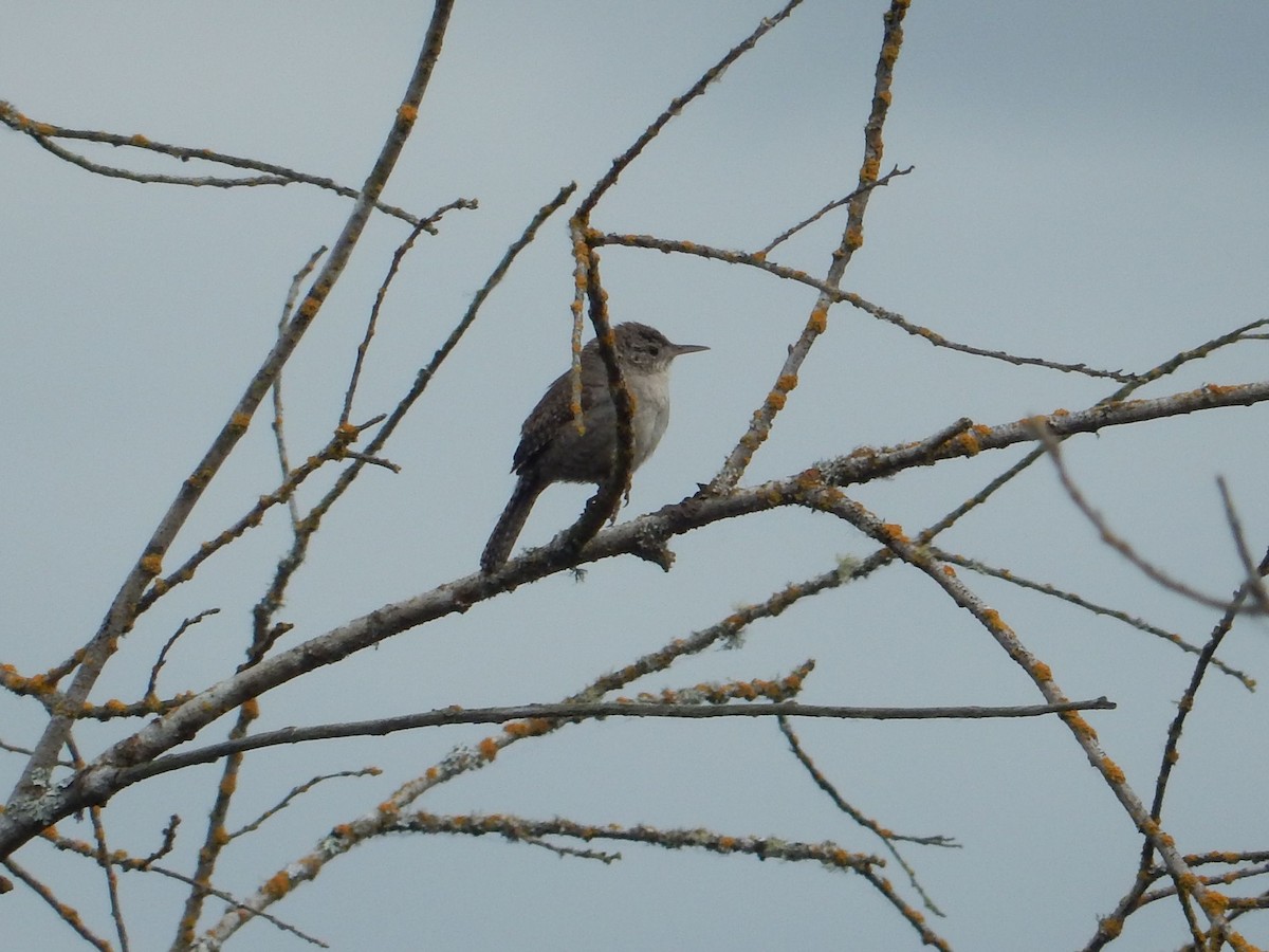 House Wren - Aidan Healey