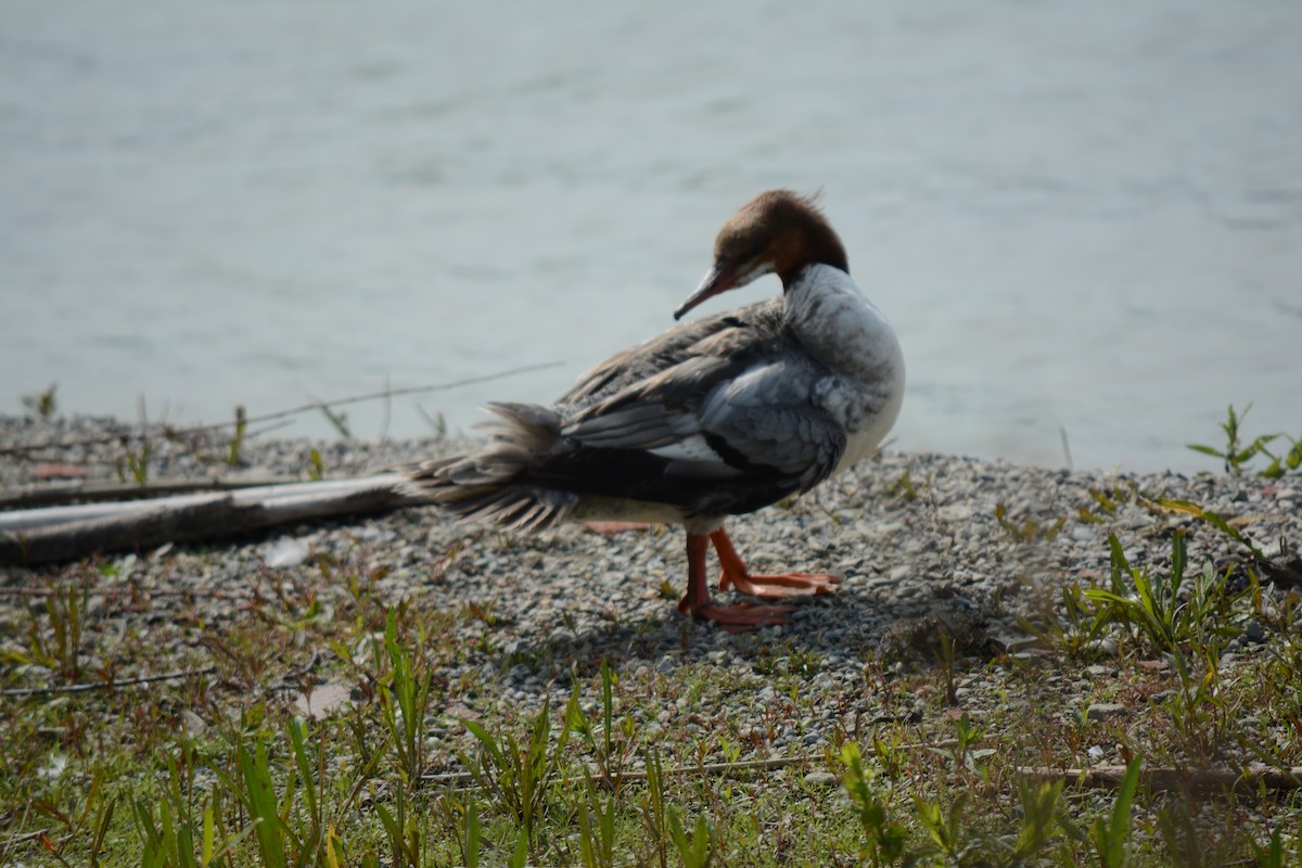 Common Merganser - Brinda Datla