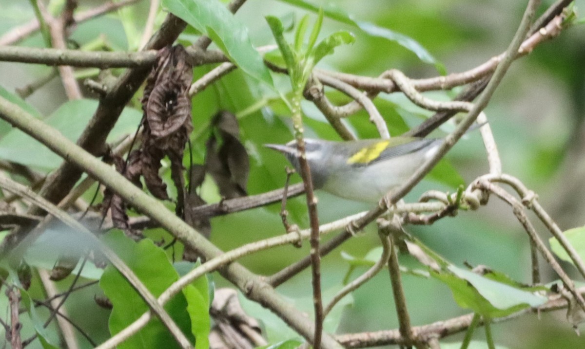 Golden-winged Warbler - Oliver  Komar