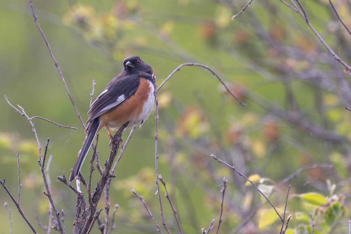 Eastern Towhee - County Lister Brendan