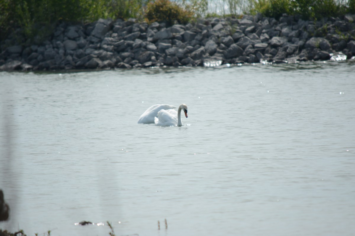 Mute Swan - Brinda Datla