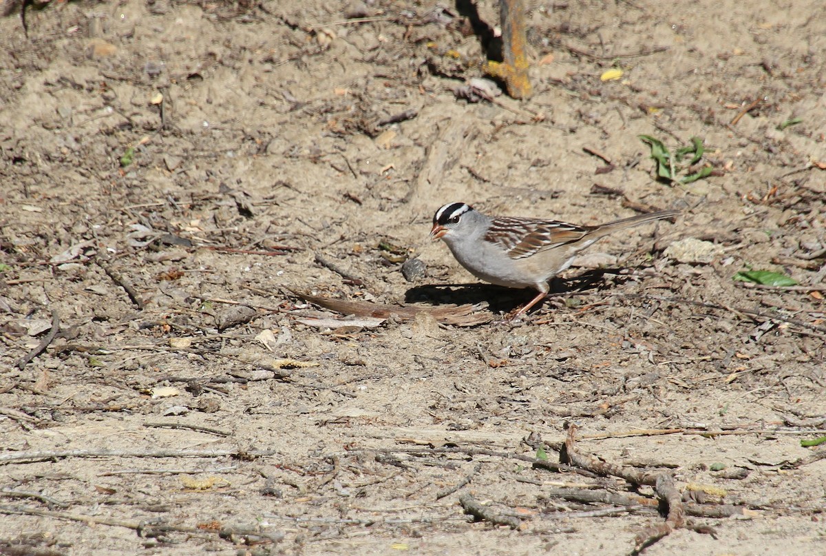 White-crowned Sparrow (oriantha) - ML619657256