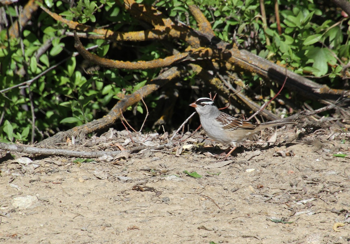 White-crowned Sparrow (oriantha) - ML619657258
