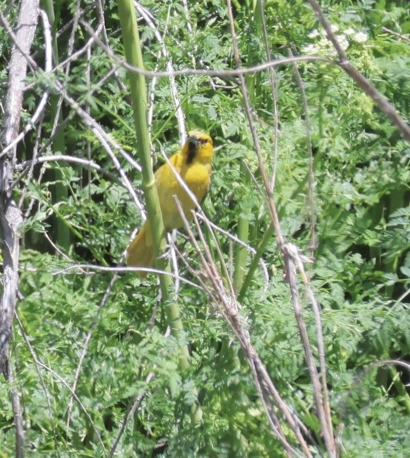 Bullock's Oriole - Gretchen Framel