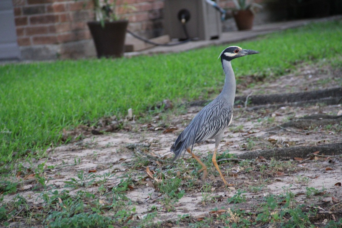 Yellow-crowned Night Heron - Texas Bird Family