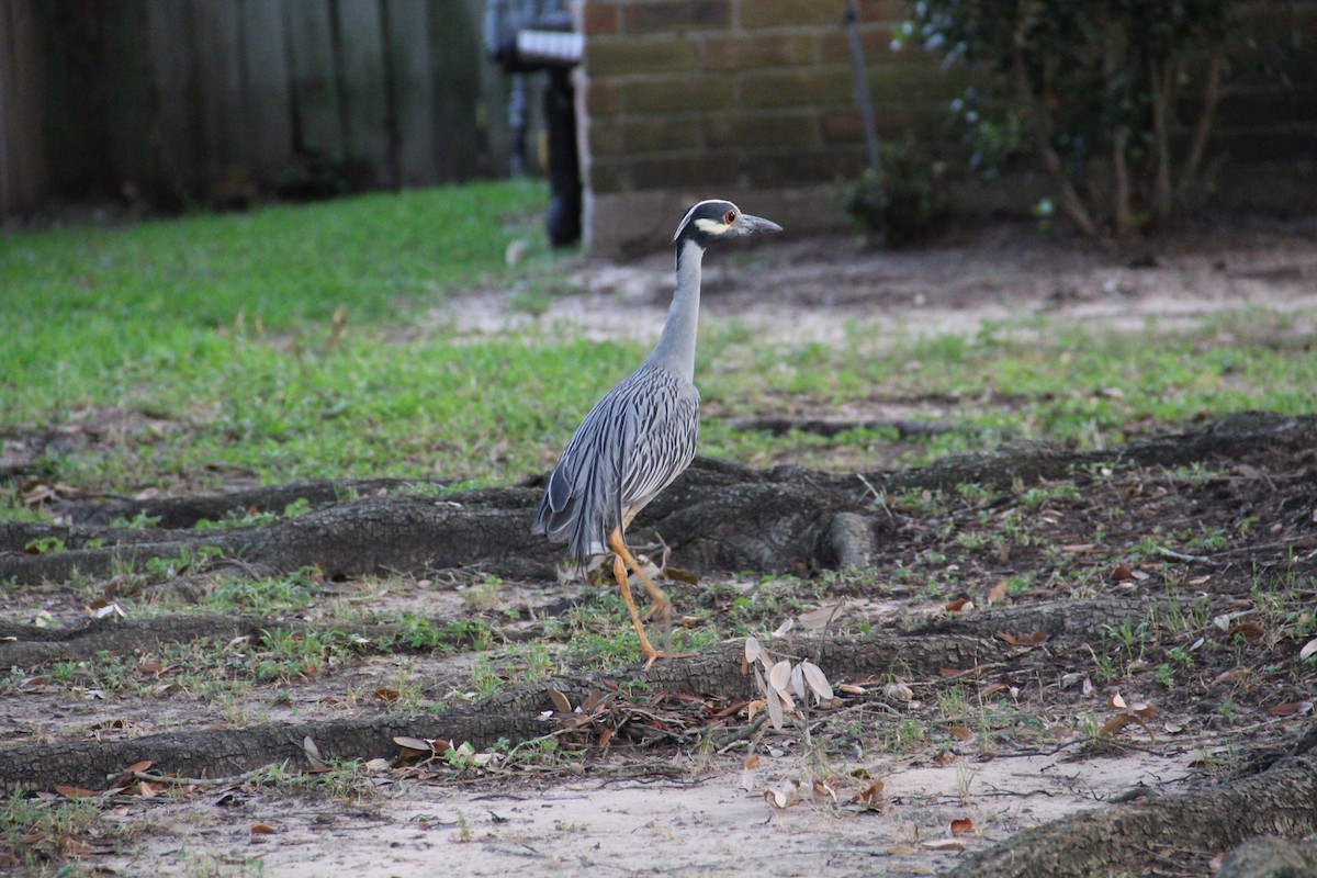 Yellow-crowned Night Heron - Texas Bird Family