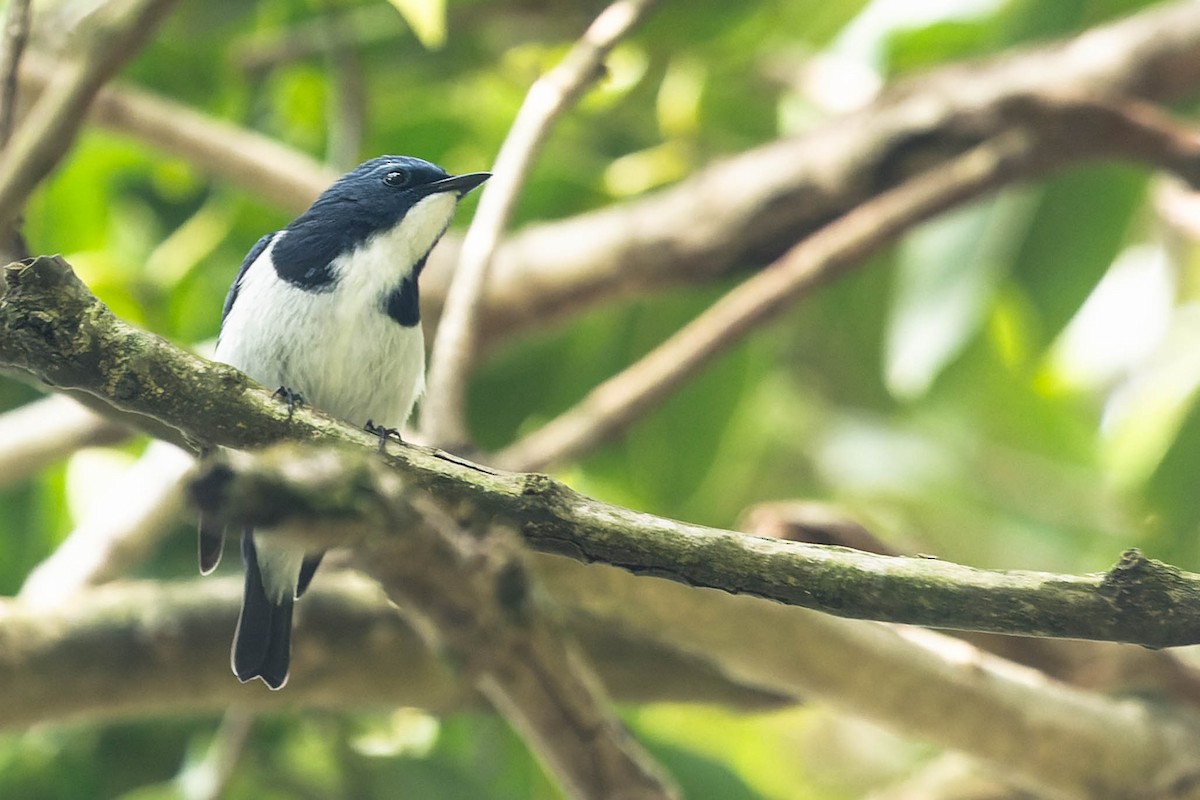 Ultramarine Flycatcher - ML619657290