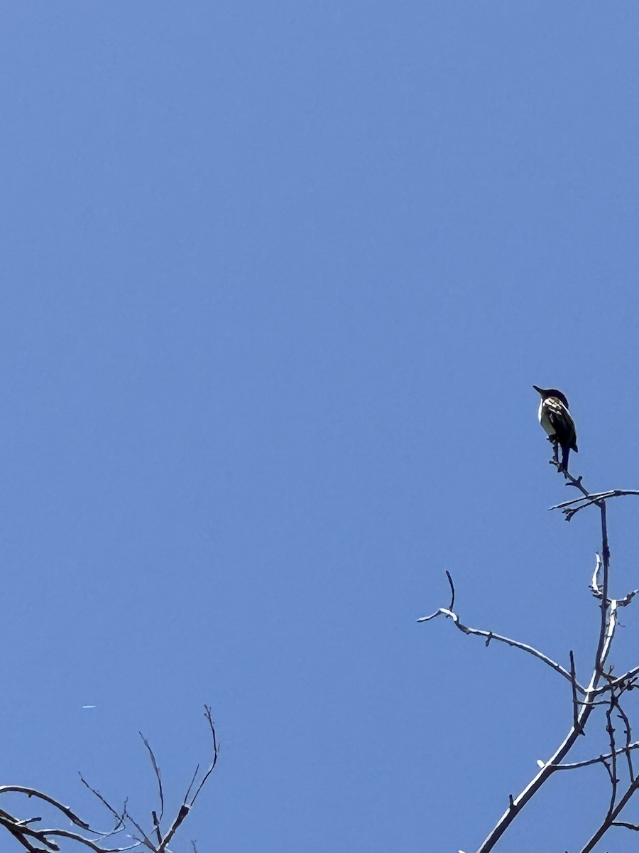 Olive-sided Flycatcher - ML619657294