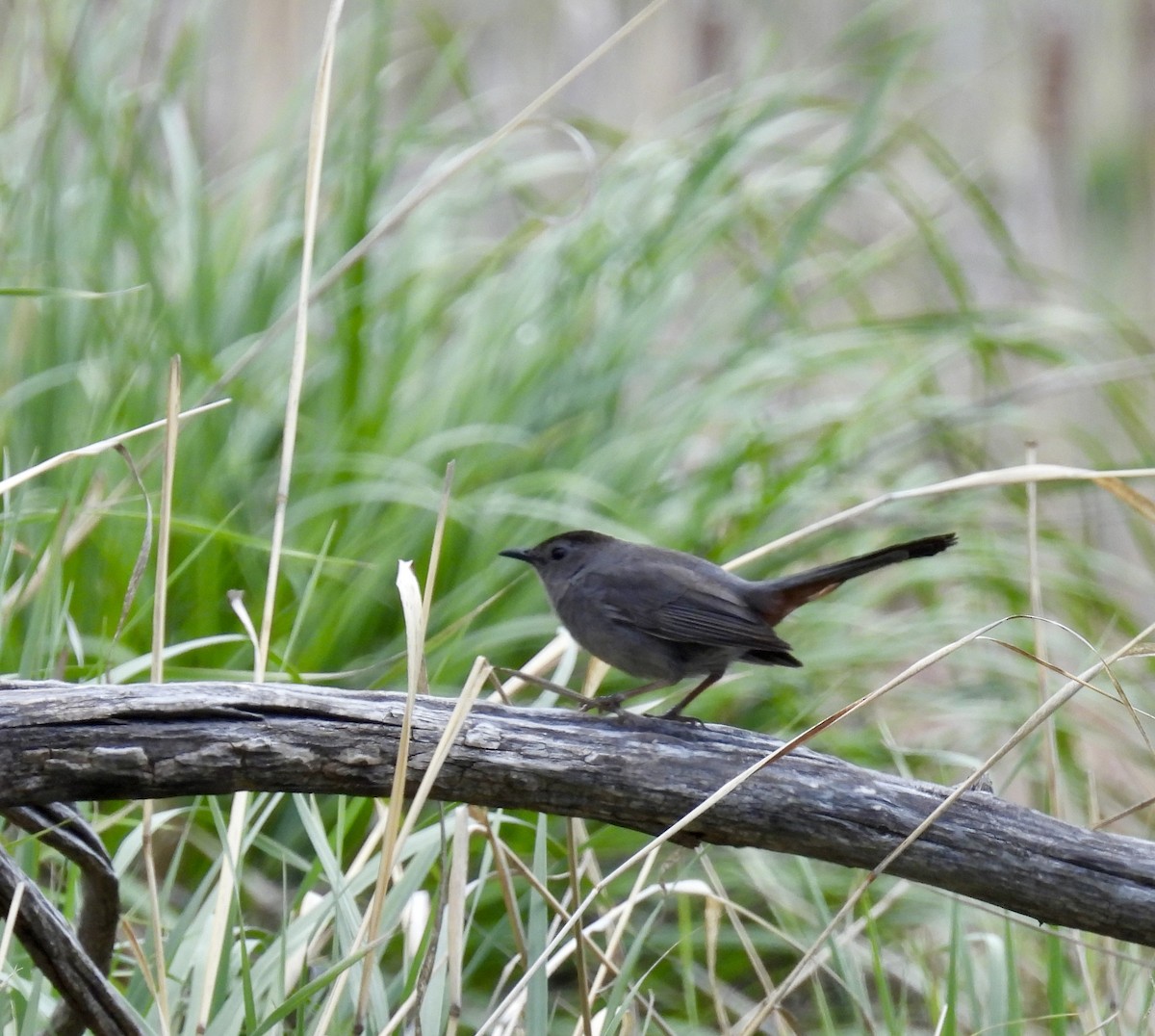 Gray Catbird - Susan Ringoen