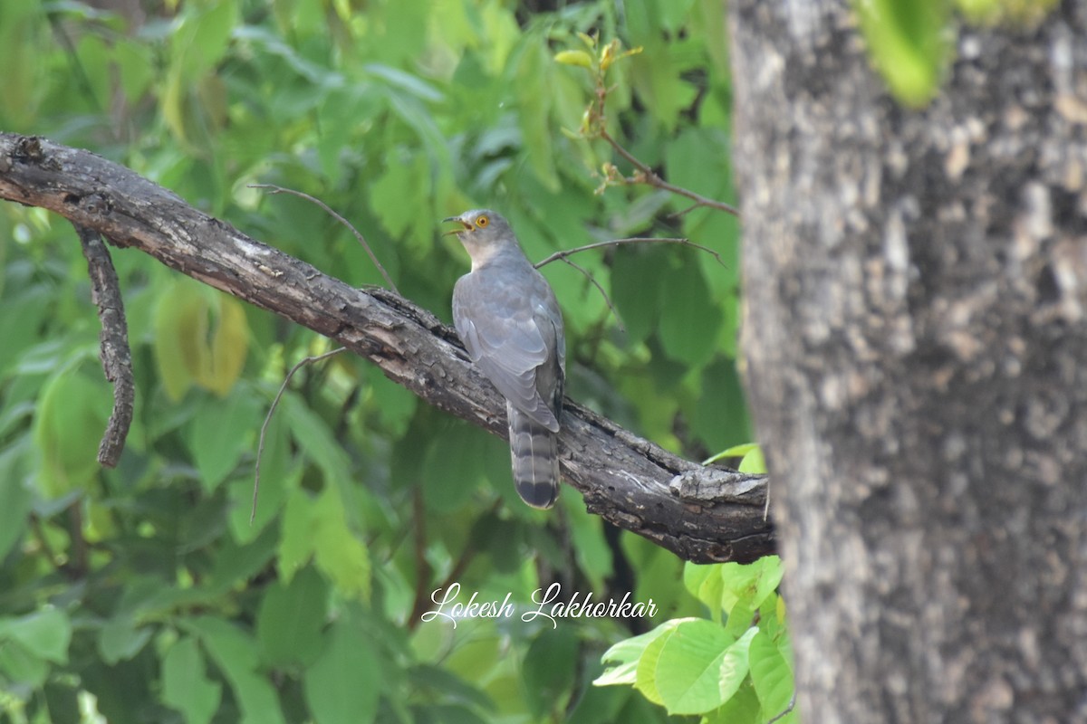 Common Hawk-Cuckoo - Lokesh Lakhorkar