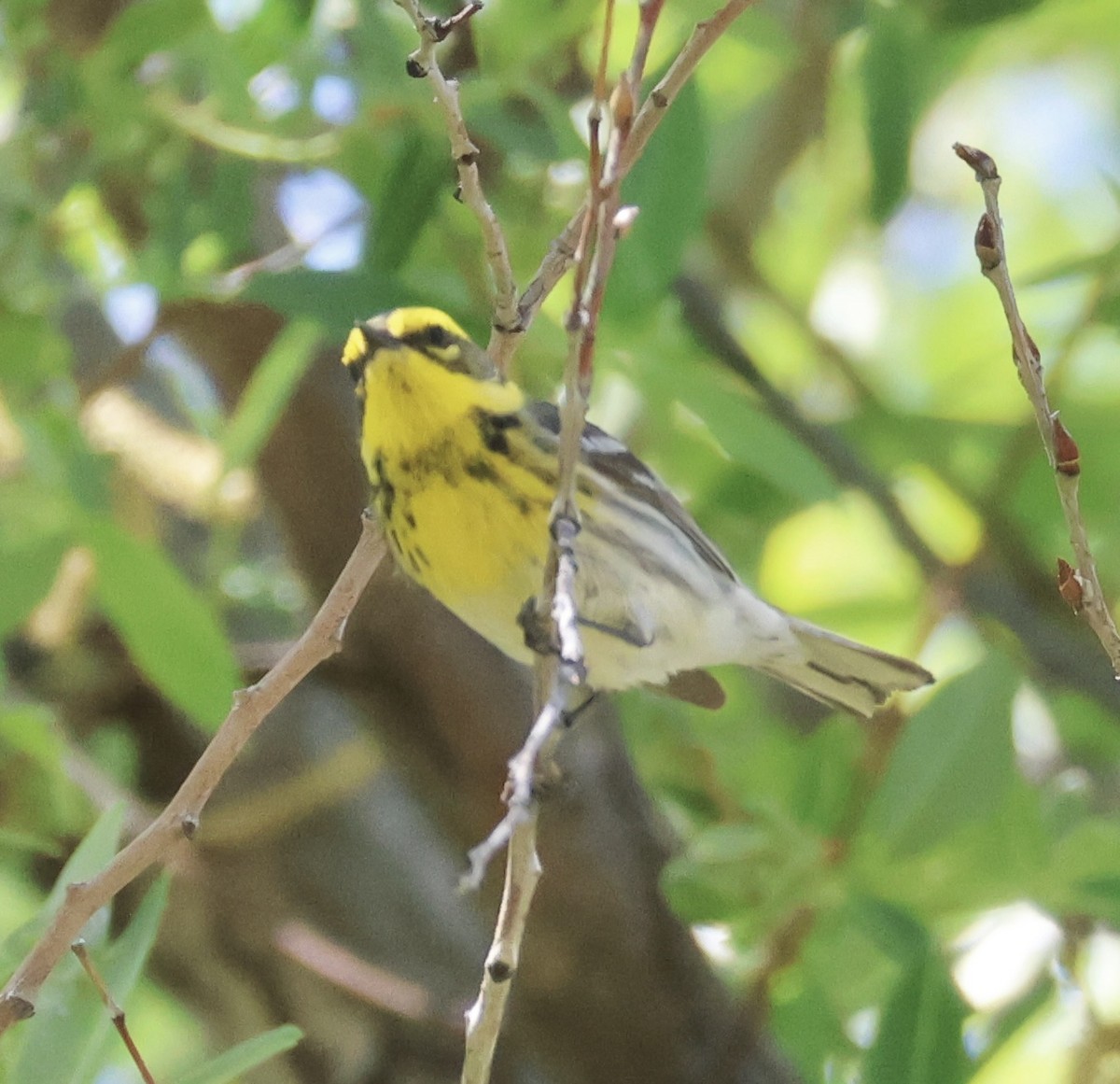 Townsend's Warbler - Gretchen Framel