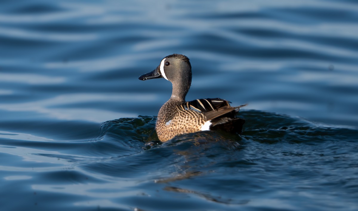 Blue-winged Teal - ML619657315