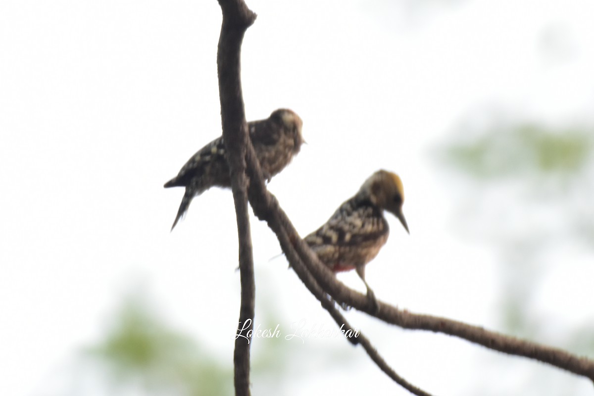 Brown-capped Pygmy Woodpecker - Lokesh Lakhorkar