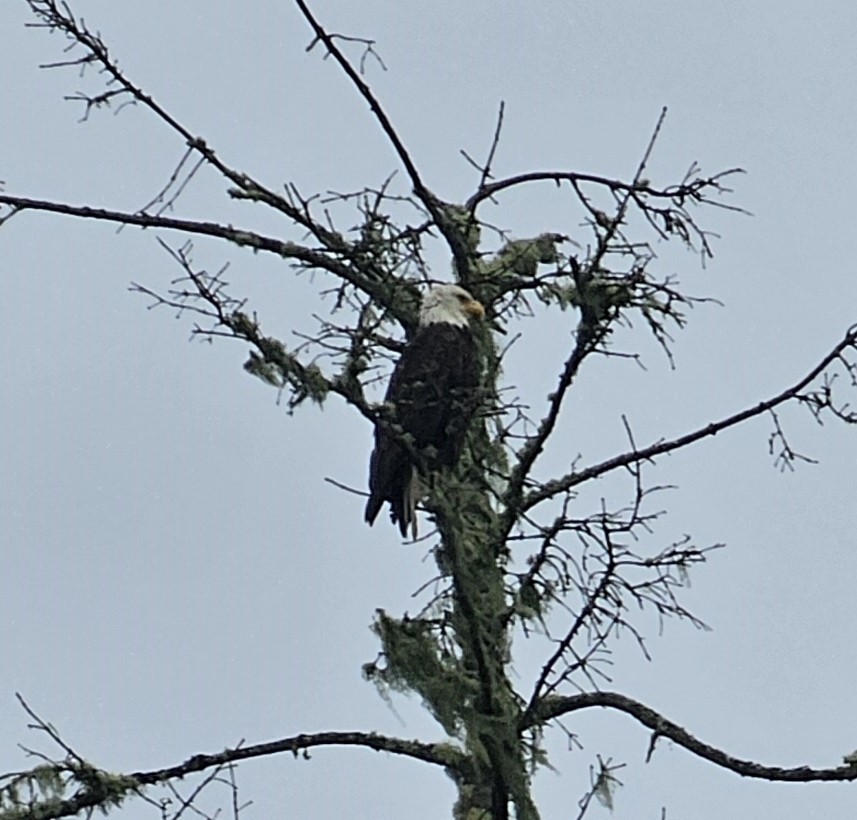 Bald Eagle - Peter Olsoy