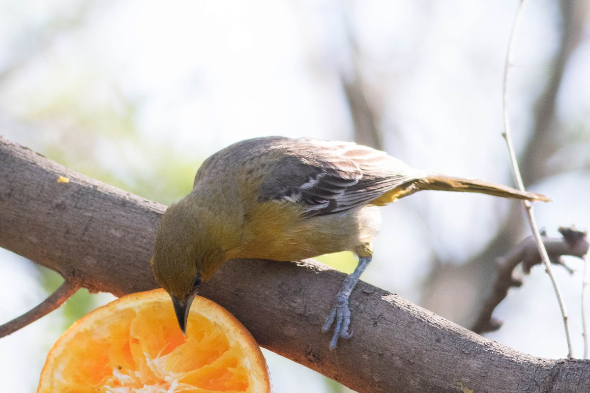 Streak-backed Oriole - Johnny Bovee