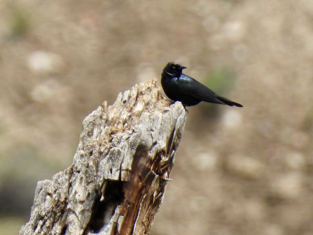 Brewer's Blackbird - ML619657343