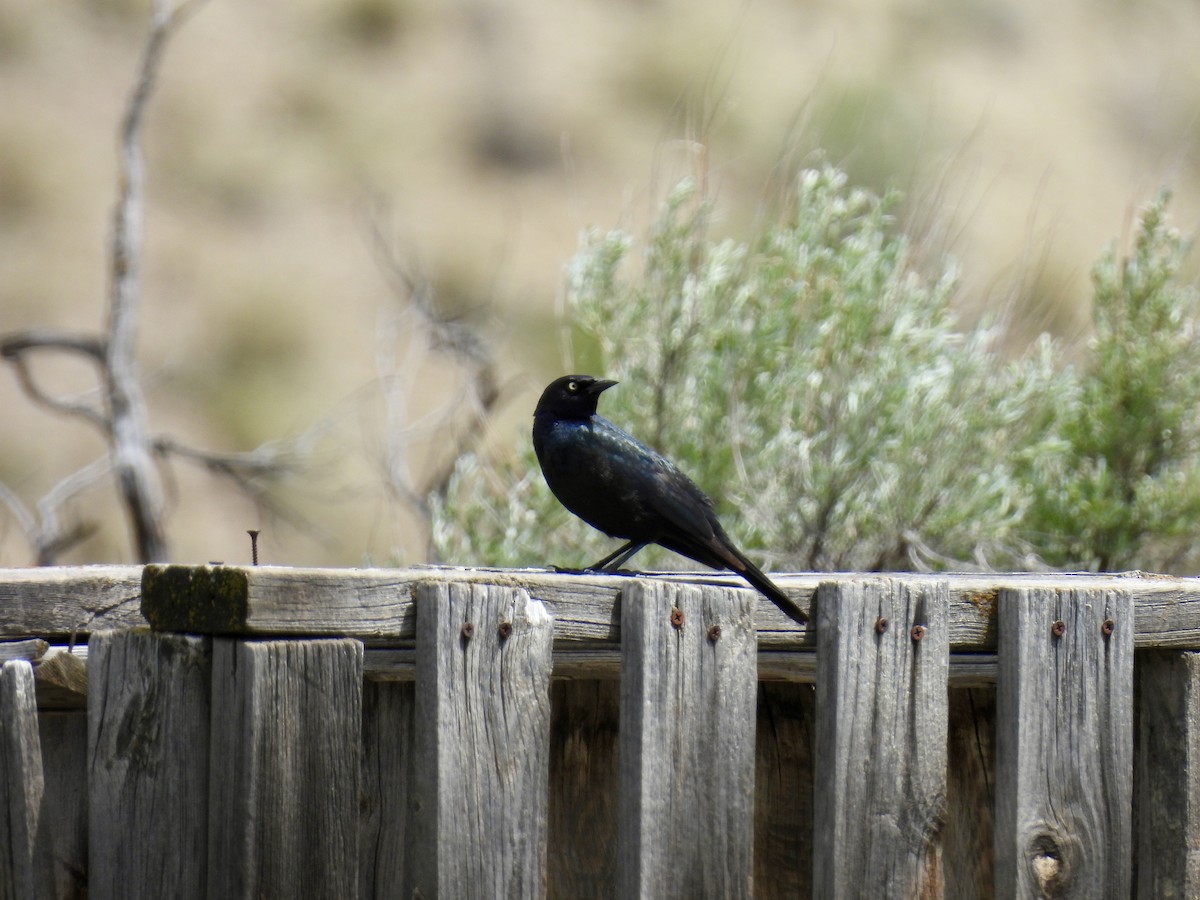 Brewer's Blackbird - ML619657344