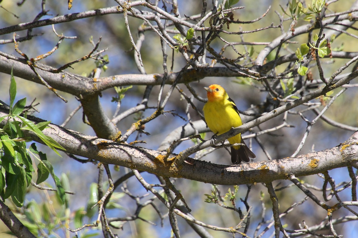 Western Tanager - Jared Peck