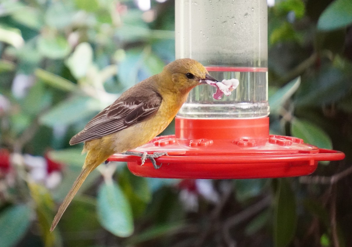 Hooded Oriole - TK Birder