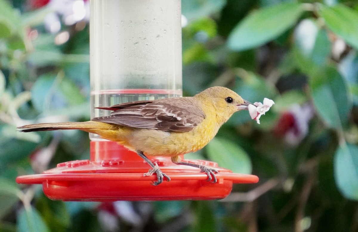 Hooded Oriole - TK Birder