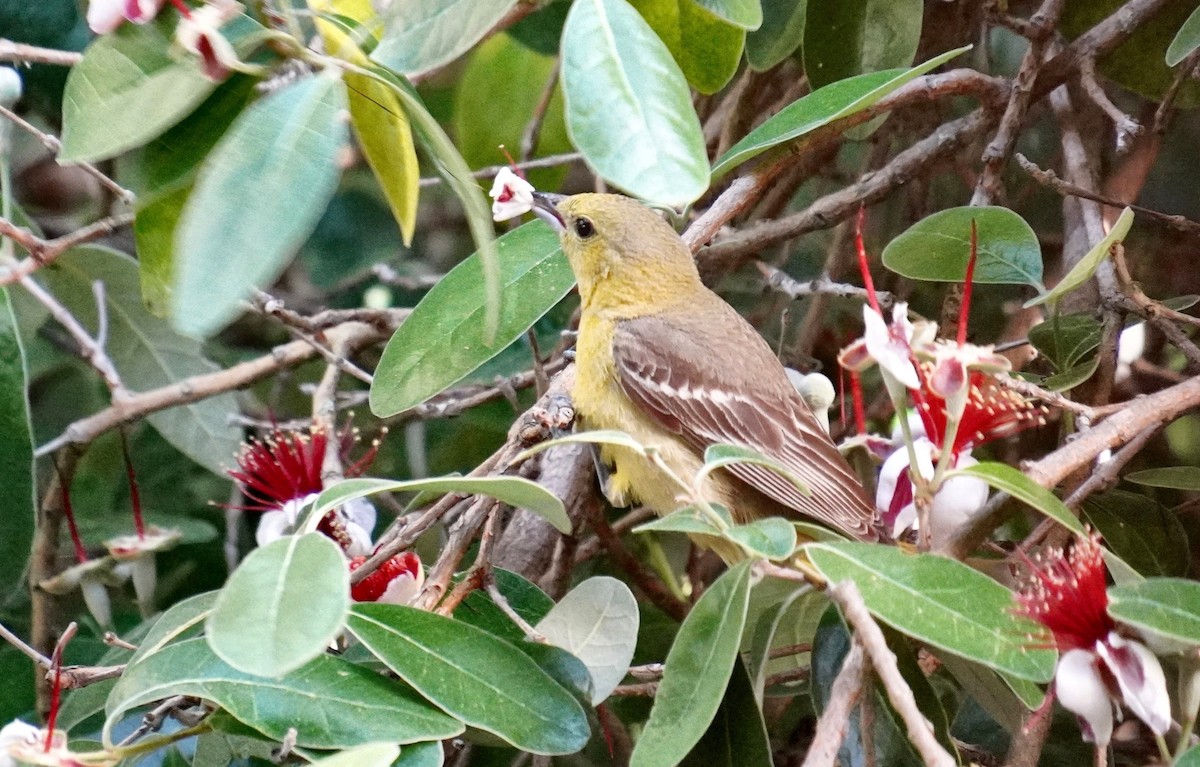 Hooded Oriole - TK Birder