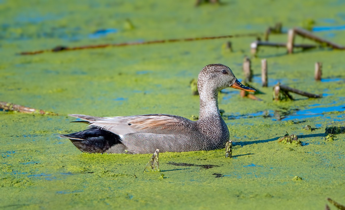 Gadwall - Harvey Fielder