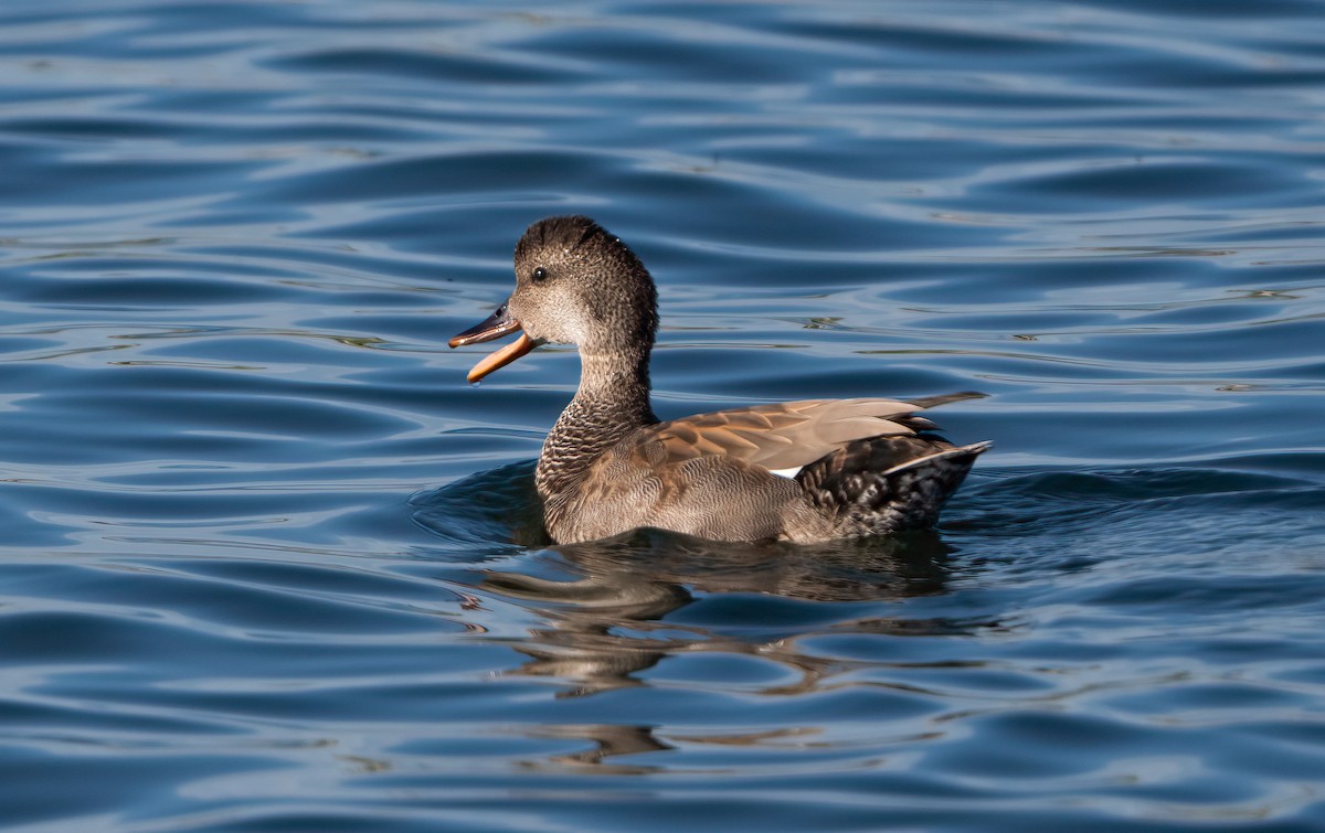 Gadwall - Harvey Fielder