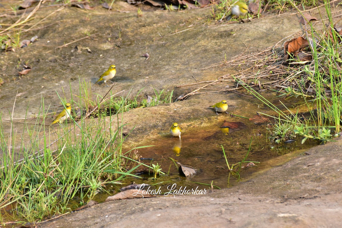 Indian White-eye - Lokesh Lakhorkar