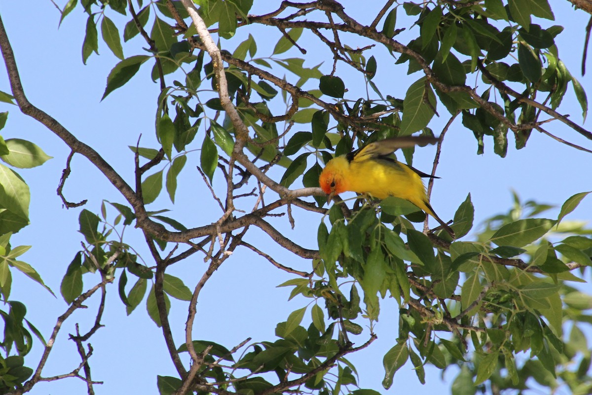 Western Tanager - Jared Peck