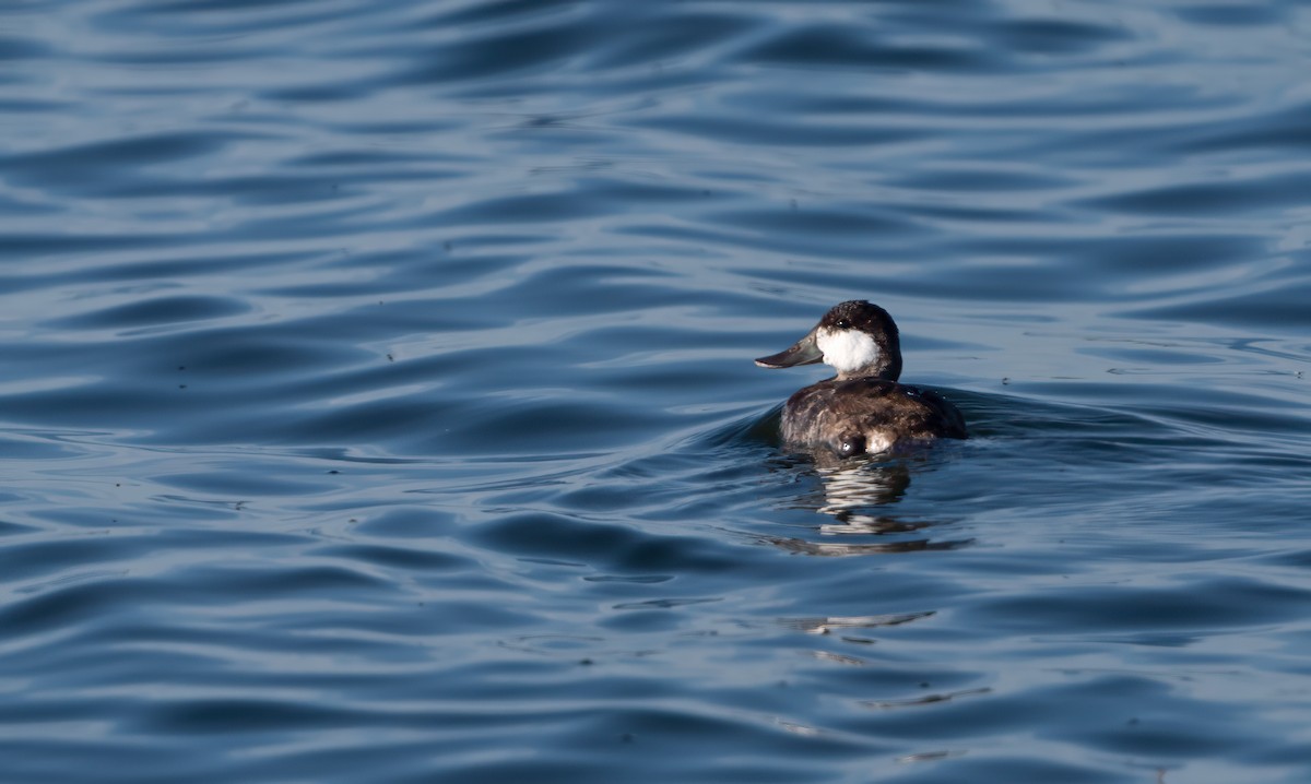 Ruddy Duck - ML619657375