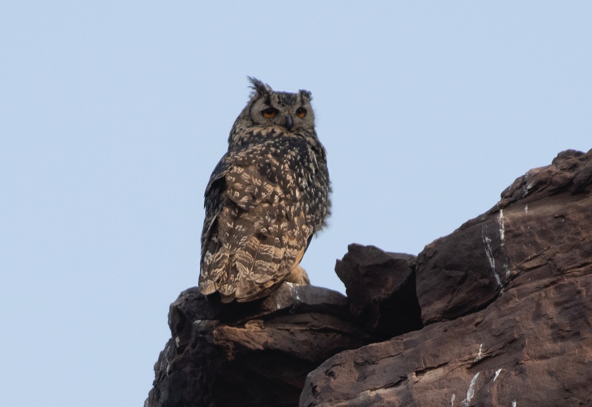 Rock Eagle-Owl - Ravindra Tomar