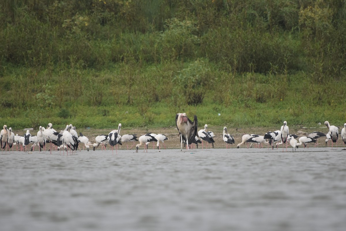 Asian Openbill - Gyanchandra Gyani