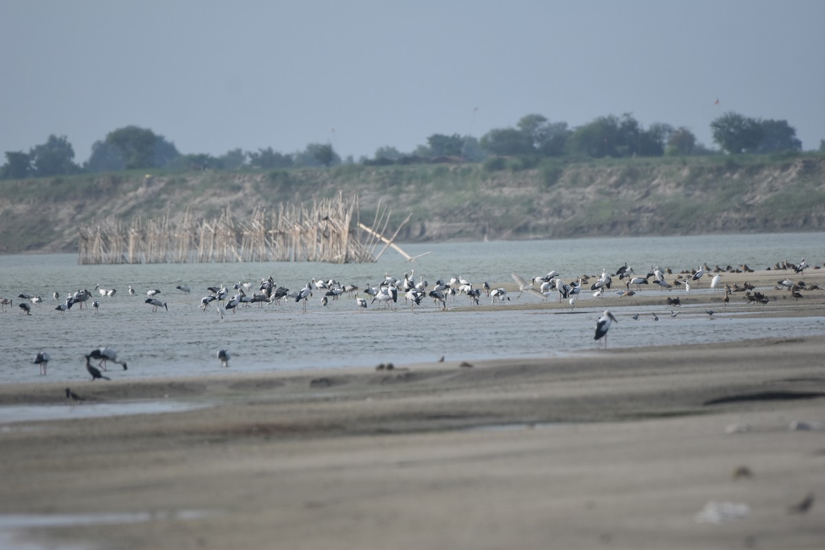 Asian Openbill - Gyanchandra Gyani