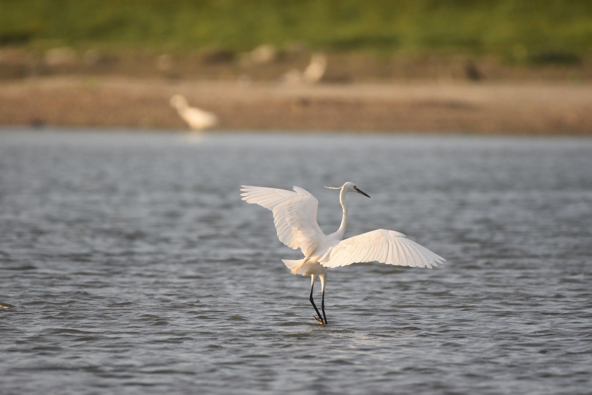 Little Egret - Gyanchandra Gyani