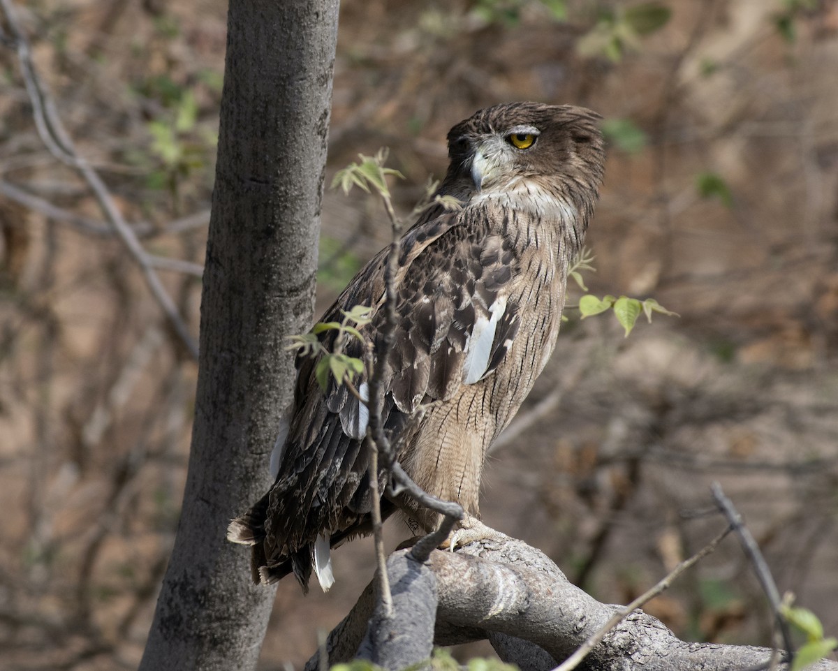 Brown Fish-Owl - Ravindra Tomar