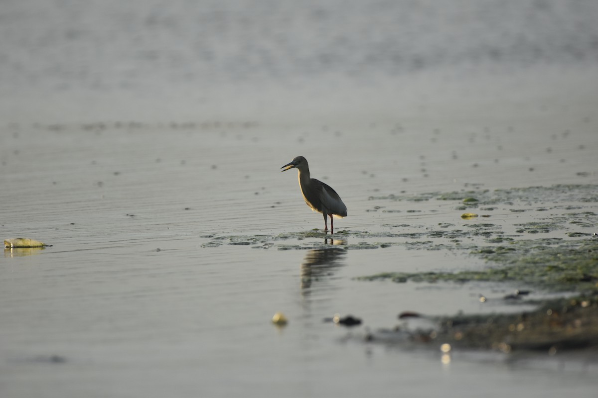 Indian Pond-Heron - Gyanchandra Gyani